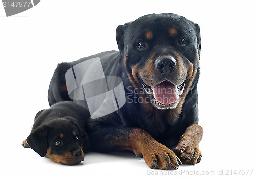 Image of rottweilers