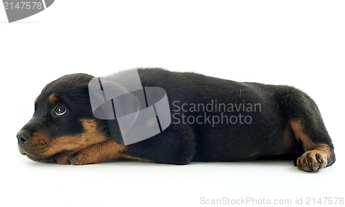 Image of rottweiler