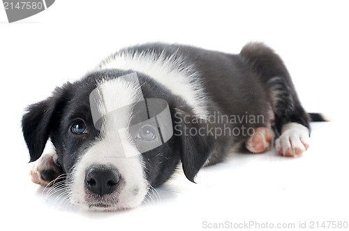 Image of puppy border collie