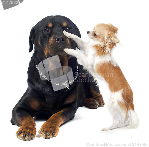 Image of rottweiler and chihuahua