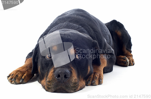 Image of rottweiler