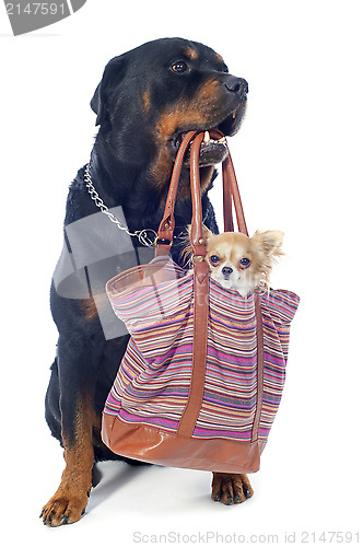 Image of rottweiler and chihuahua in a bag