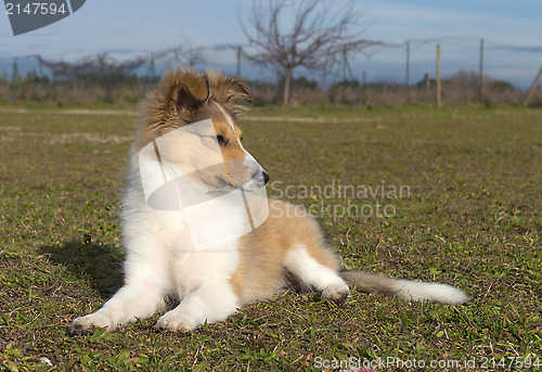 Image of puppy shetland