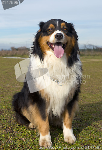 Image of australian shepherd