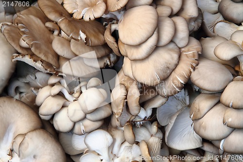 Image of oyster moshrooms