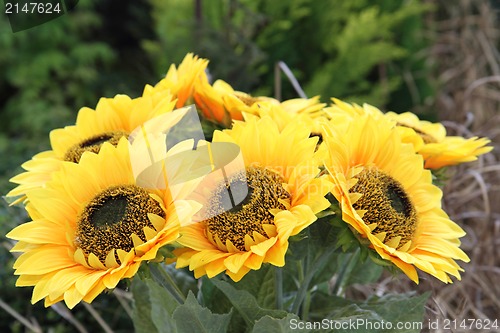 Image of sunflowers