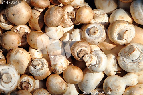 Image of champignons mushrooms