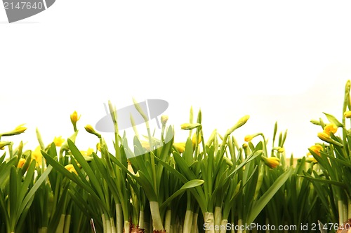 Image of spring flowers 