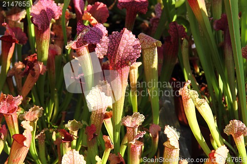 Image of carnivorous plants