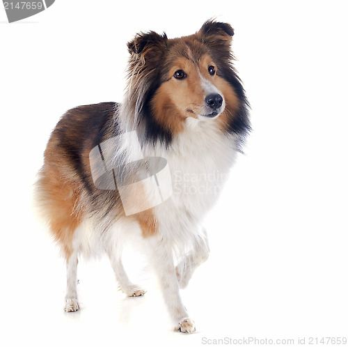 Image of shetland dog