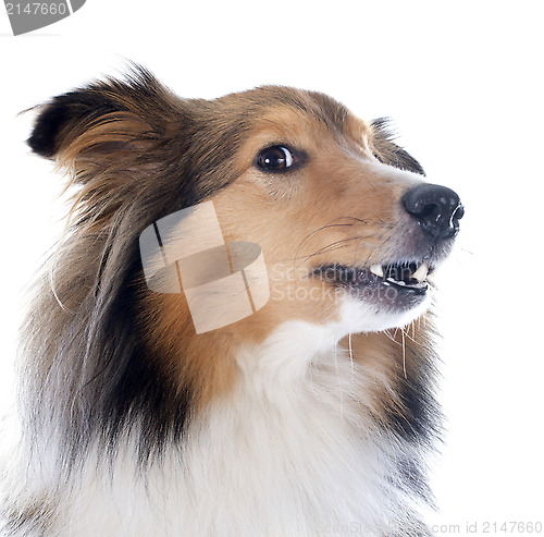 Image of shetland dog