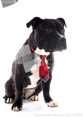 Image of staffordshire bull terrier with tie