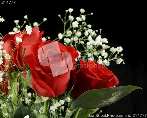 Image of Amazing Rose