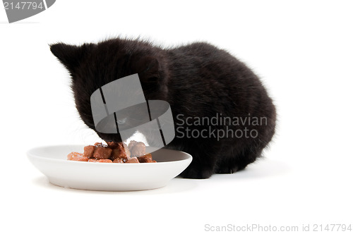 Image of Little cute kitten eating