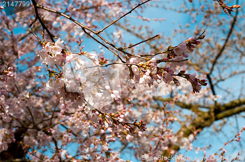 Image of Pink cherry blossom