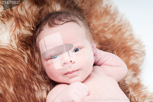 Image of Newborn baby on fur