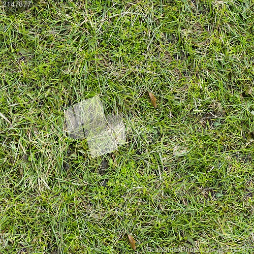 Image of Grass Texture.