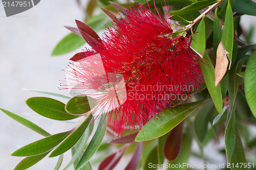 Image of Crimson Bottlebrush