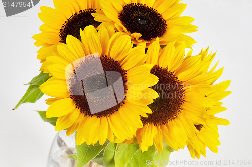 Image of Sunflowers in studio