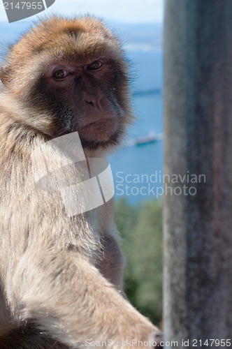 Image of Portrait of ape in Gibraltar