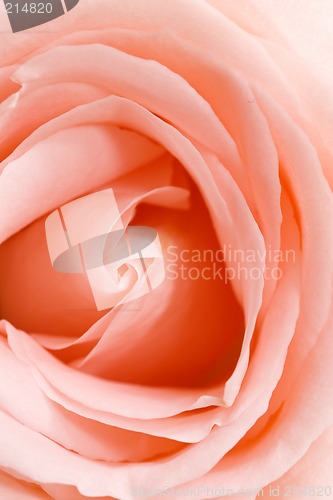 Image of Pink rose