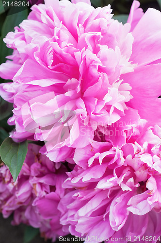 Image of Pink peony