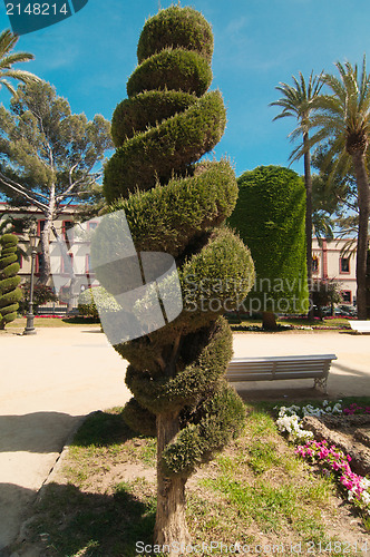 Image of Spiral conifer and palm trees in Cadiz