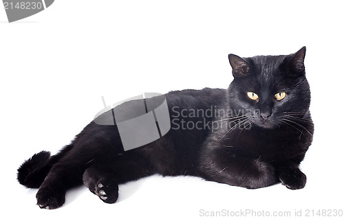 Image of black cat