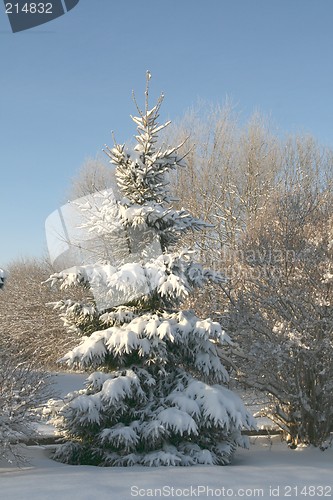 Image of Spruce with snow