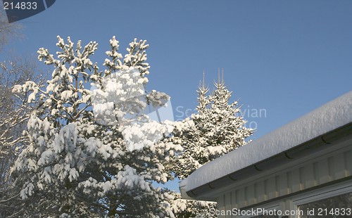 Image of Rooftop and treetops