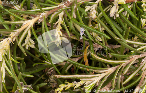 Image of Rosemary