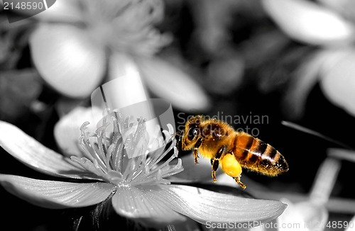 Image of bee in flight