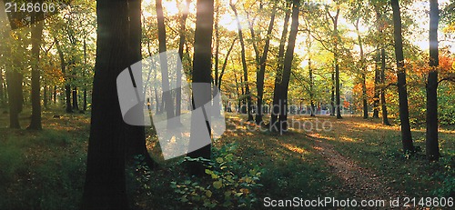 Image of Autumn forest