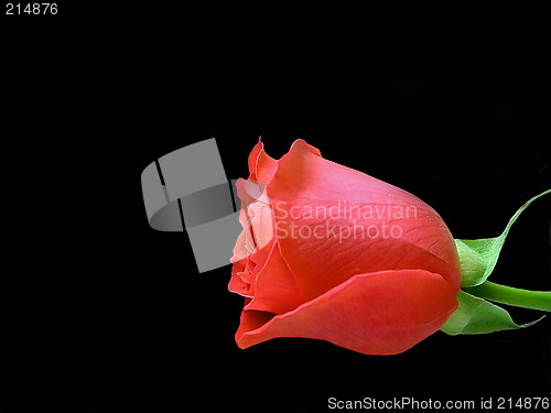 Image of Red Rose on Black