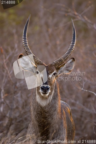 Image of Waterbuck