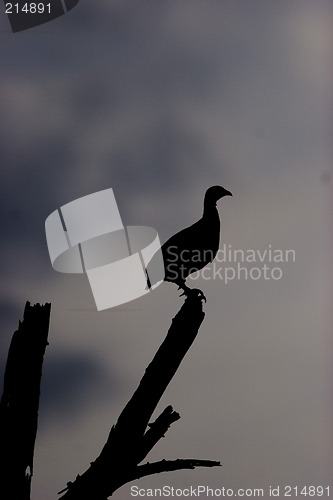 Image of Swainson's francolin