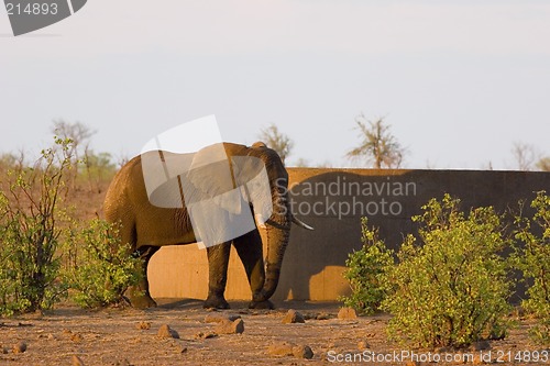 Image of African Elephant