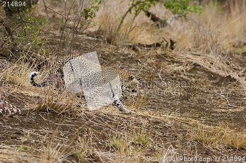 Image of Leopard