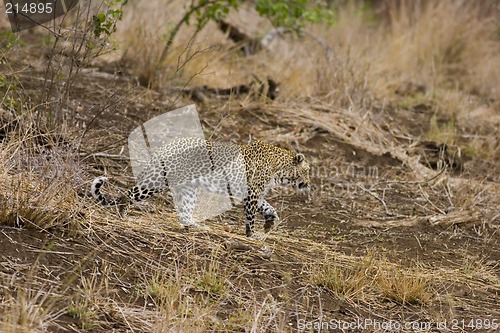 Image of Leopard