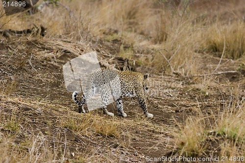 Image of Leopard