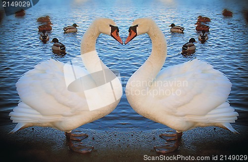 Image of Valentine swans