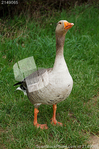 Image of Defensive graylag goose standing tall in green grass