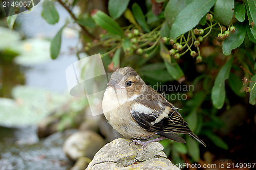 Image of Young chaffinch standing alone on rock