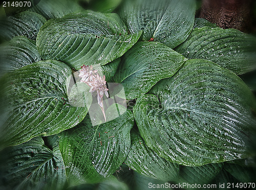 Image of Hosta after rain