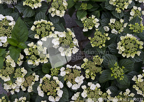 Image of Hydrangea background