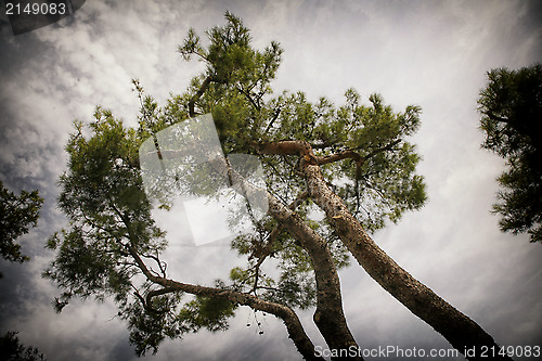 Image of Pine tree against sky