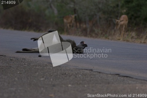 Image of Chacma baboon