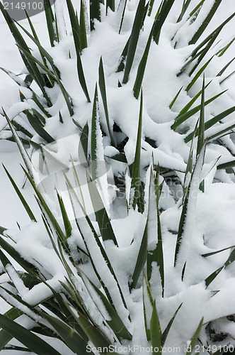 Image of Garden in winter