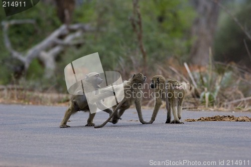 Image of Chacma baboon