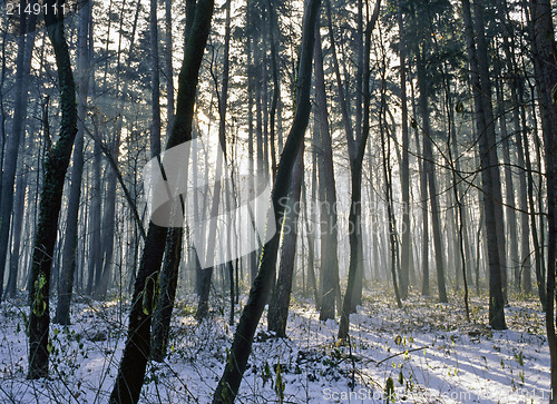 Image of Forest in winter